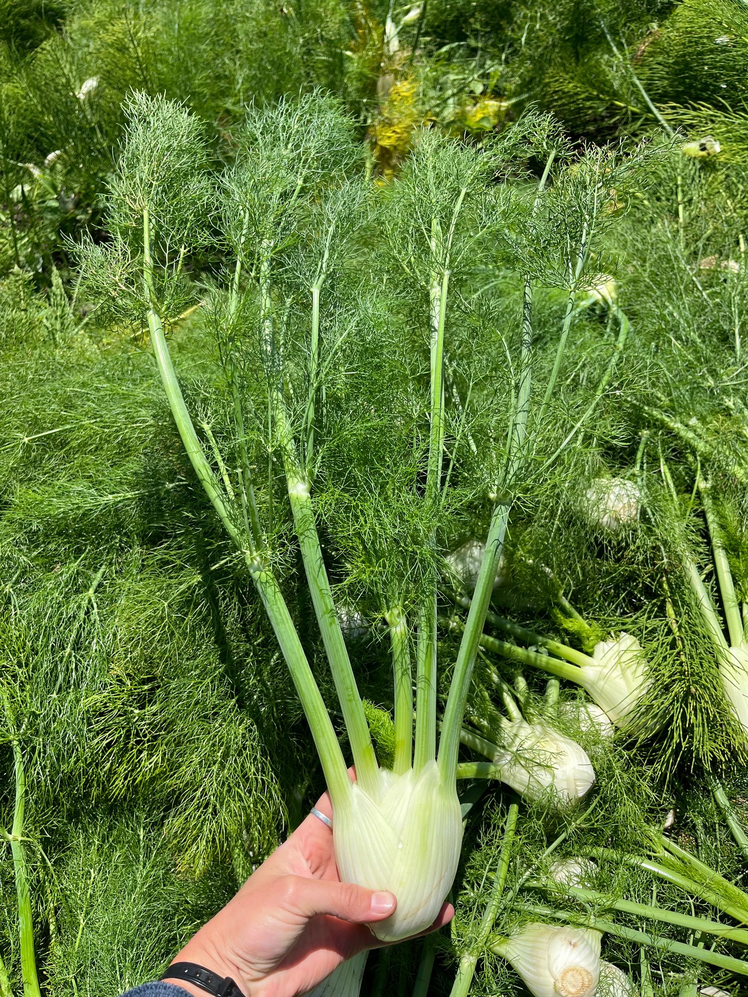 Fennel (OG) - Bulb with Fronds