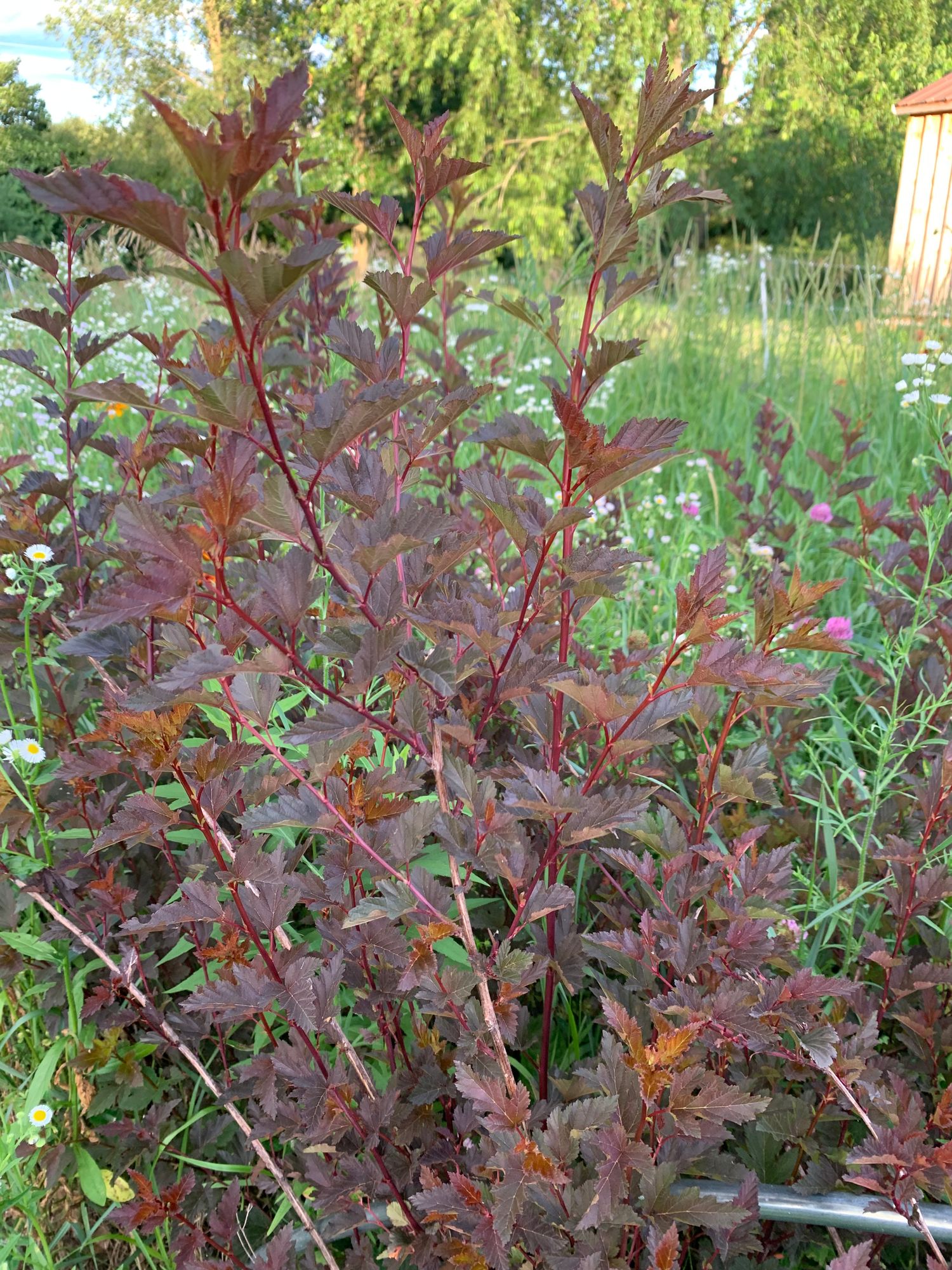 PHYSOCARPUS opulifolius Summer Wine