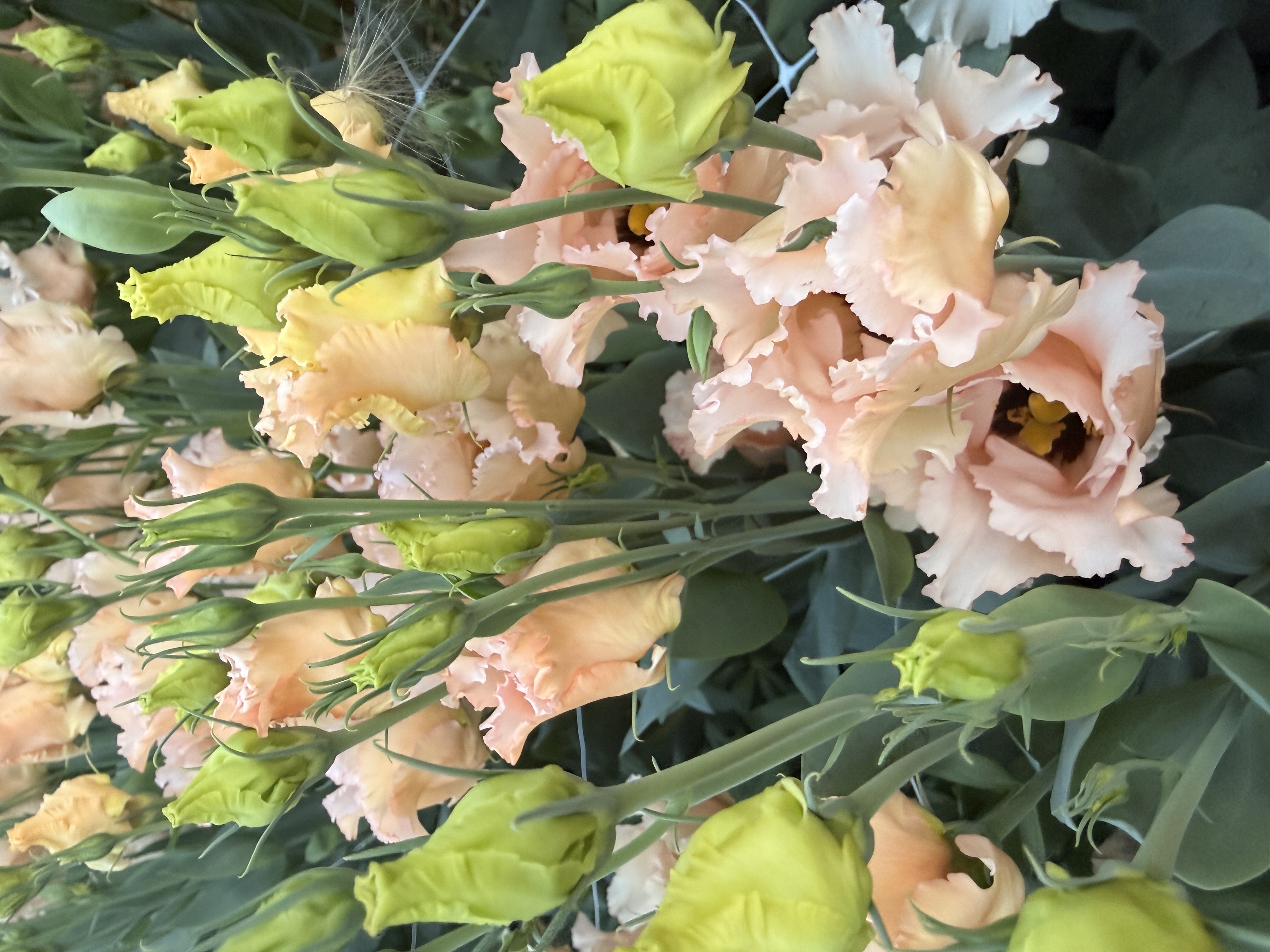 EUSTOMA grandiflorum Falda Light Apricot