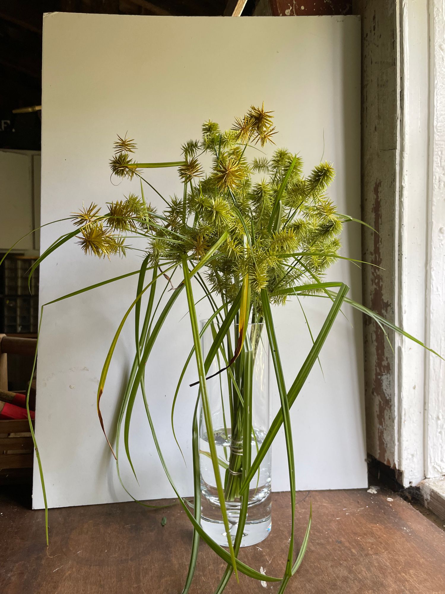 ORNAMENTAL GRASS