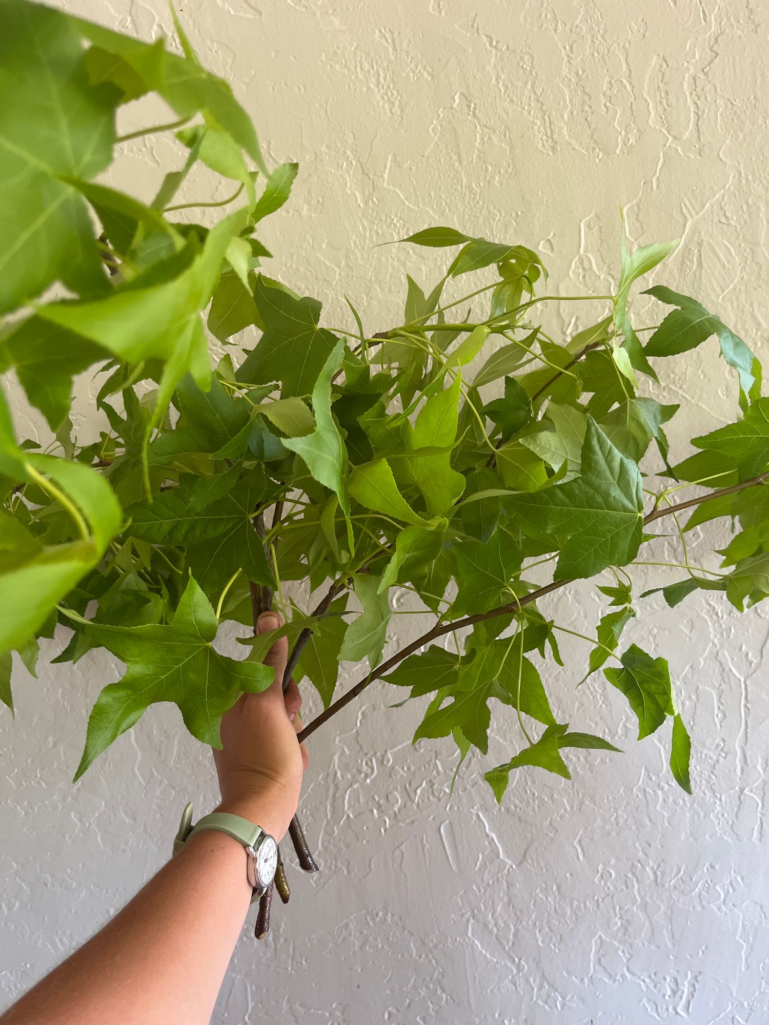 LIQUIDAMBAR styraciflua