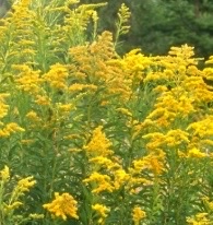 SOLIDAGO