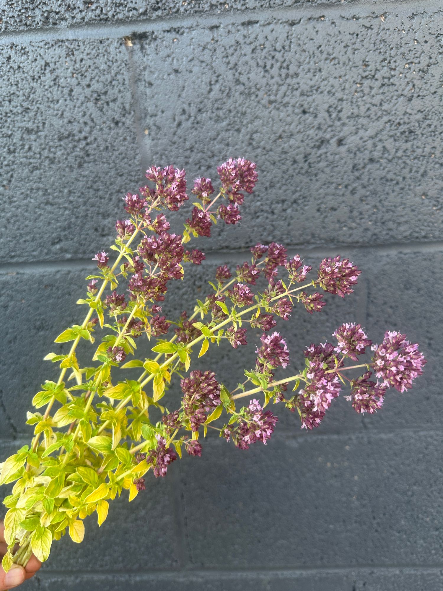 ORIGANUM vulgare ssp. hirtum
