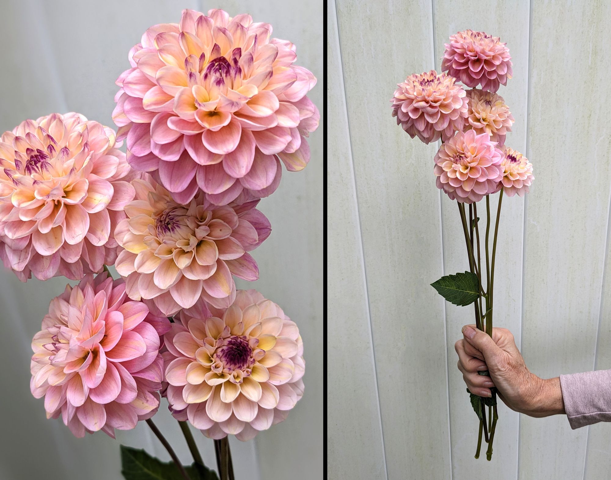 DAHLIA Wine Eyed Jill