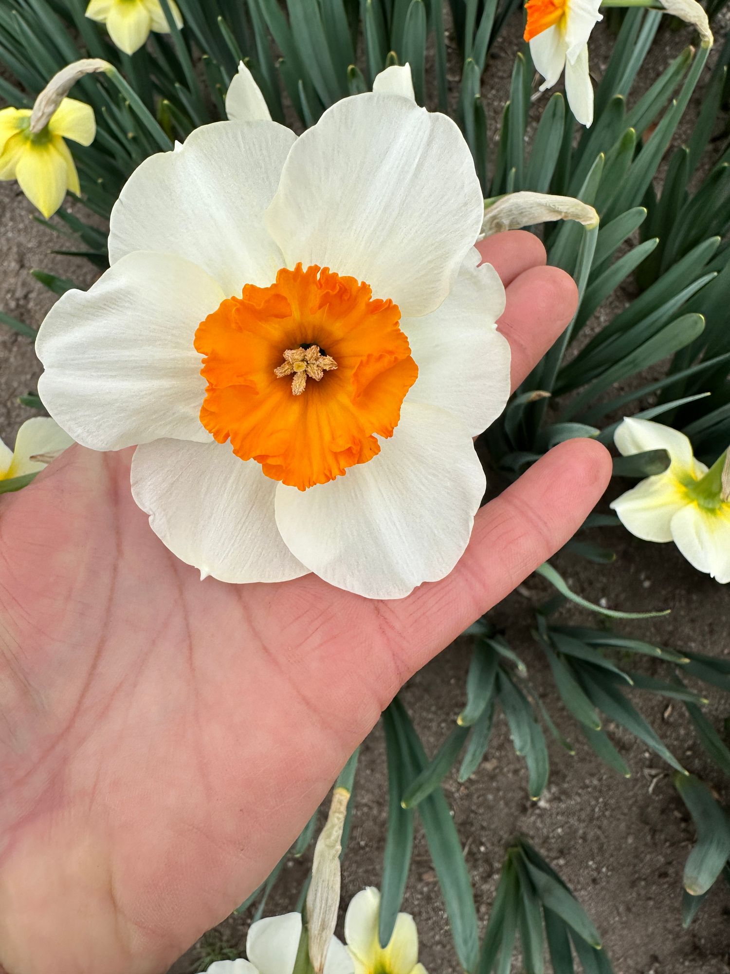 NARCISSUS Barrett Browning