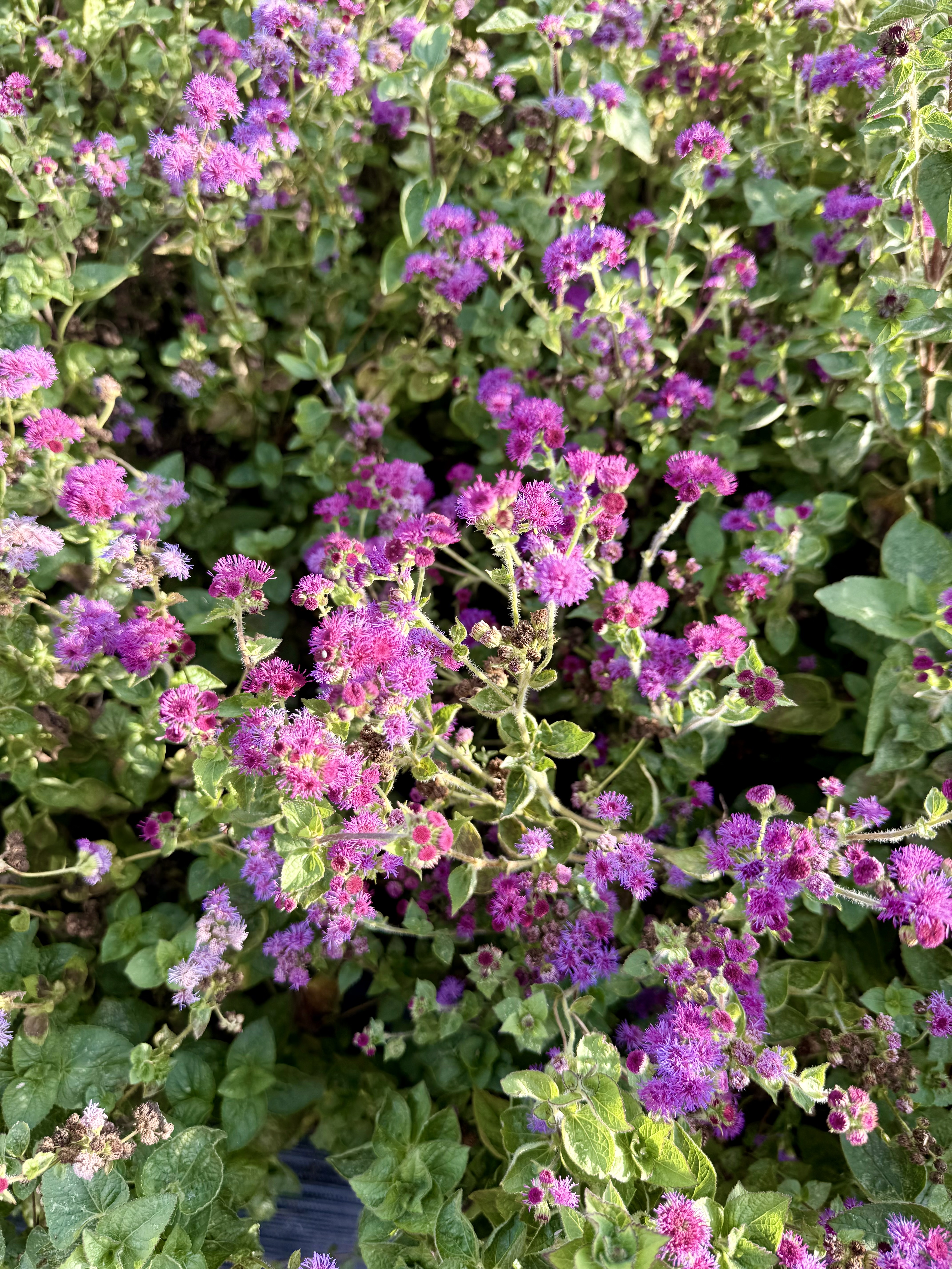 AGERATUM houstonianum Red Bouquet