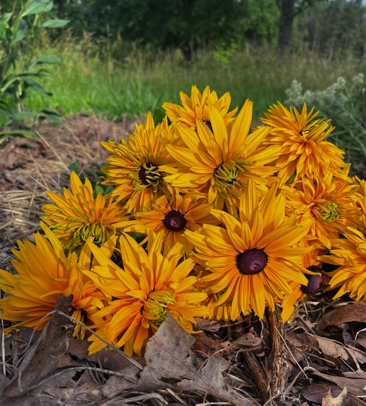 RUDBECKIA hirta Gloriosa Double Daisy