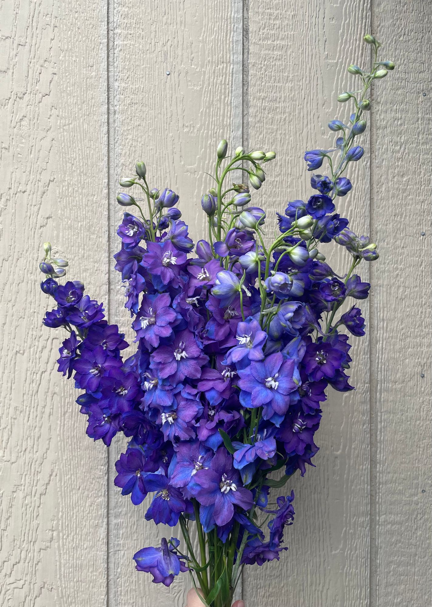 DELPHINIUM elatum Magic Fountains