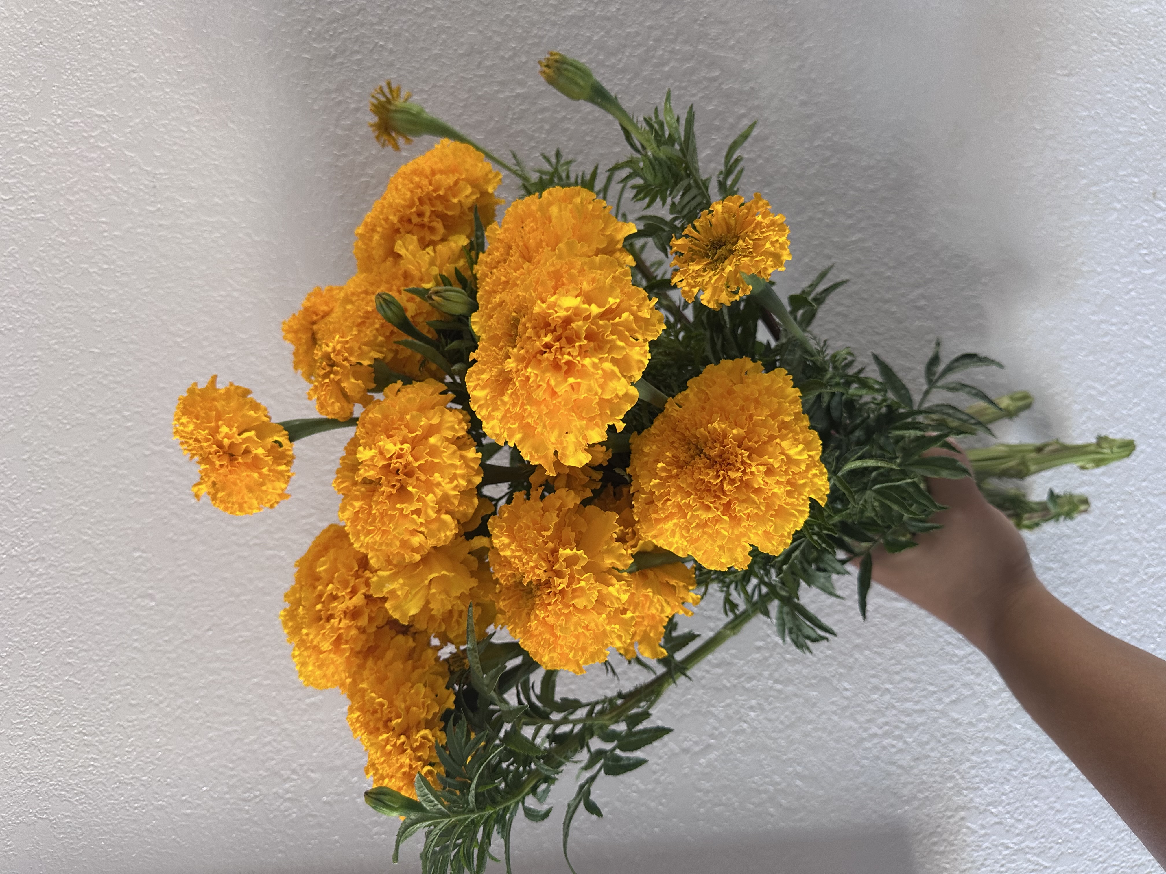 TAGETES erecta