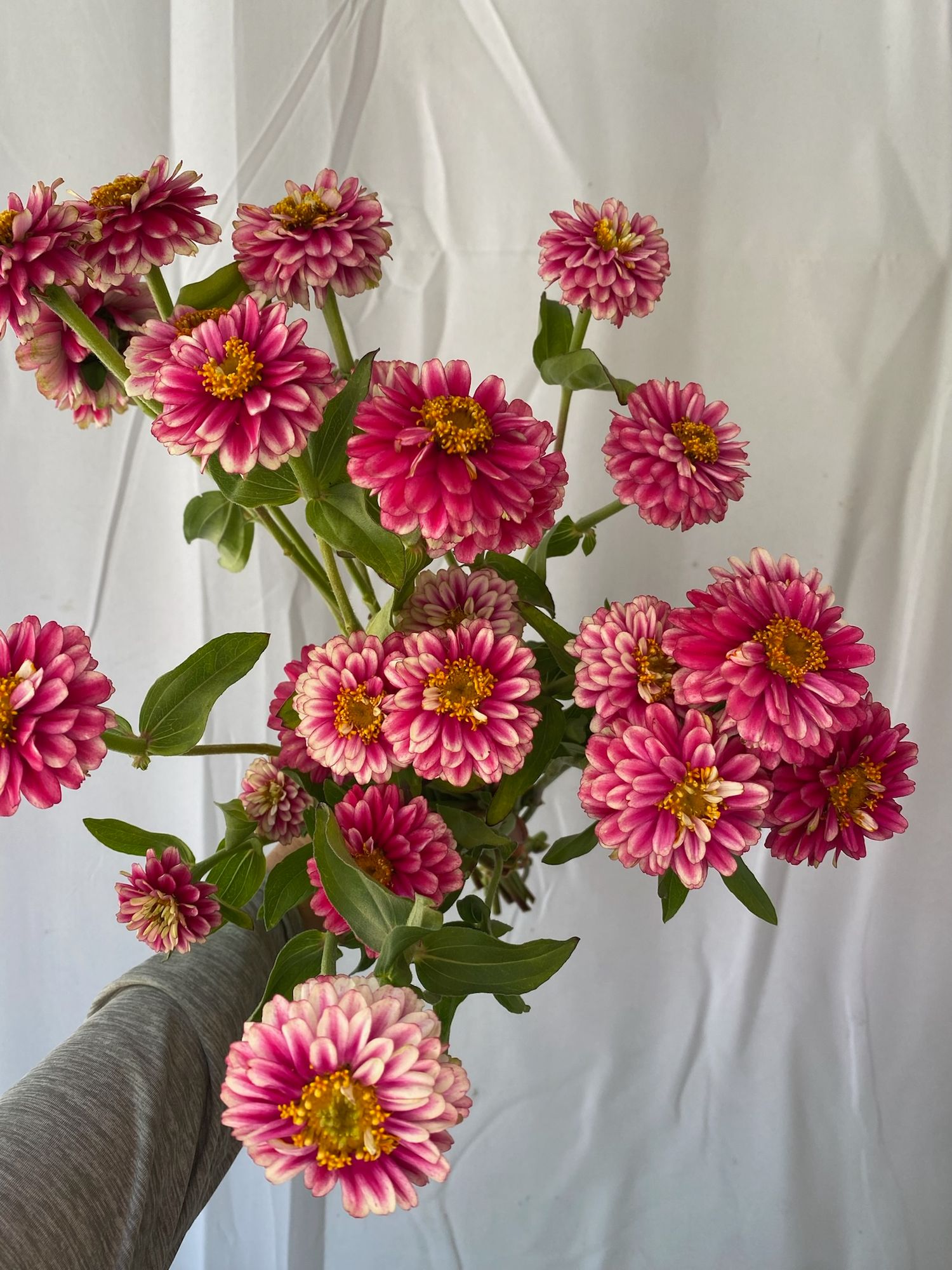ZINNIA marylandica Zahara Double Raspberry Ripple