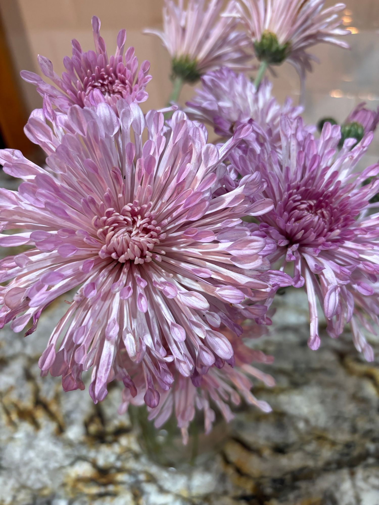 CHRYSANTHEMUM