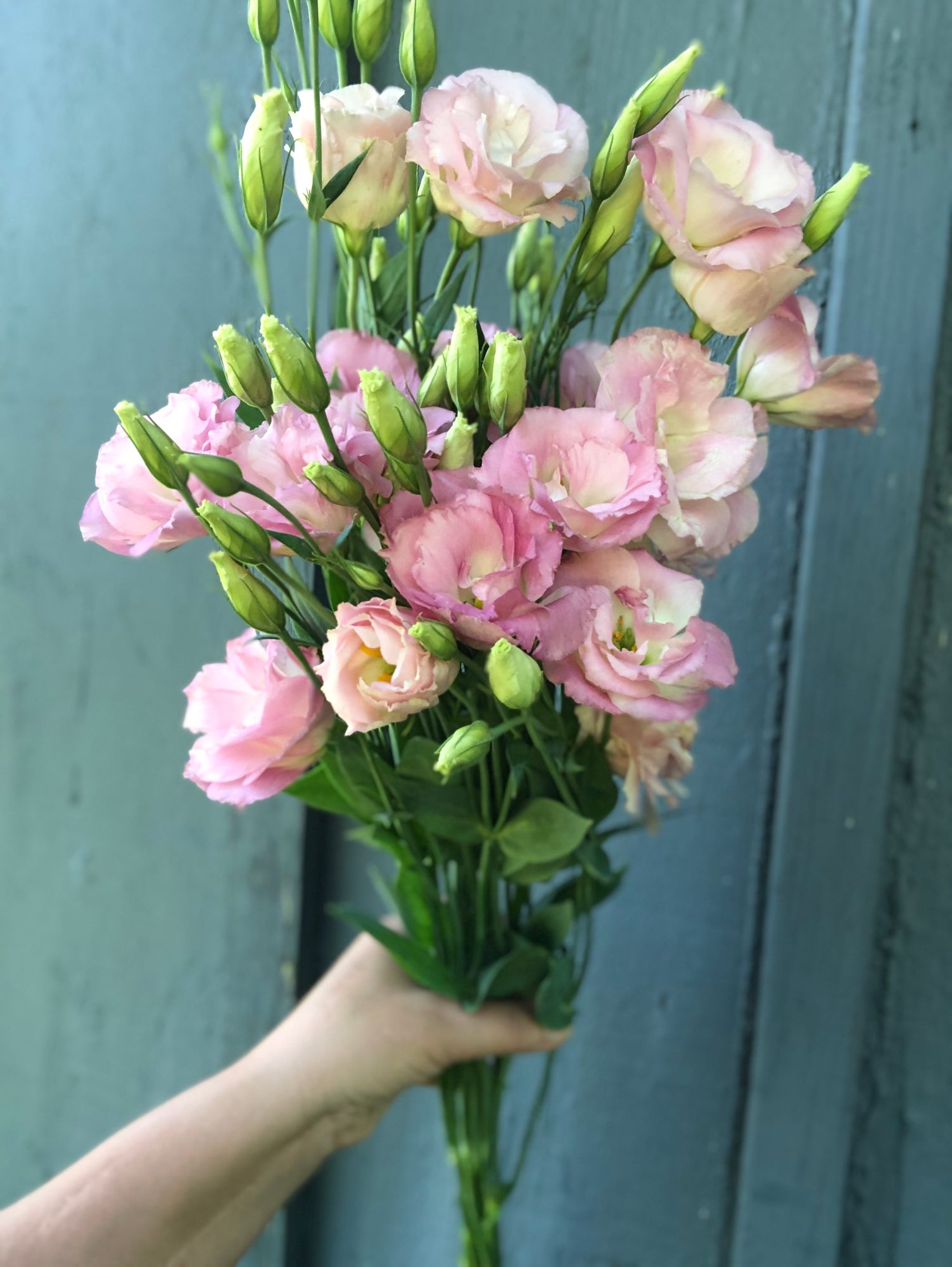 EUSTOMA grandiflorum ABC 2