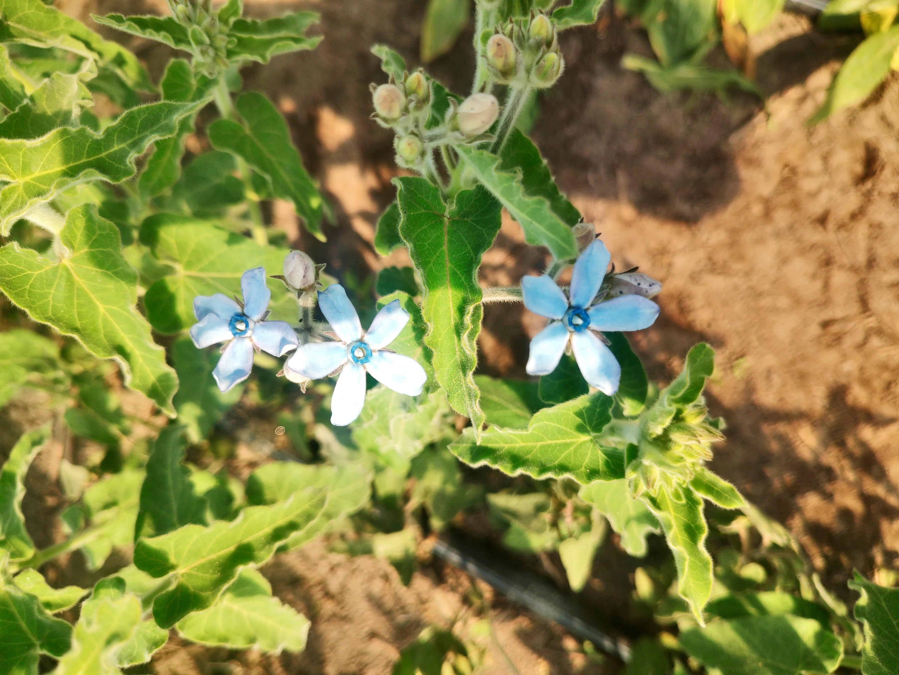 OXYPETALUM coeruleum