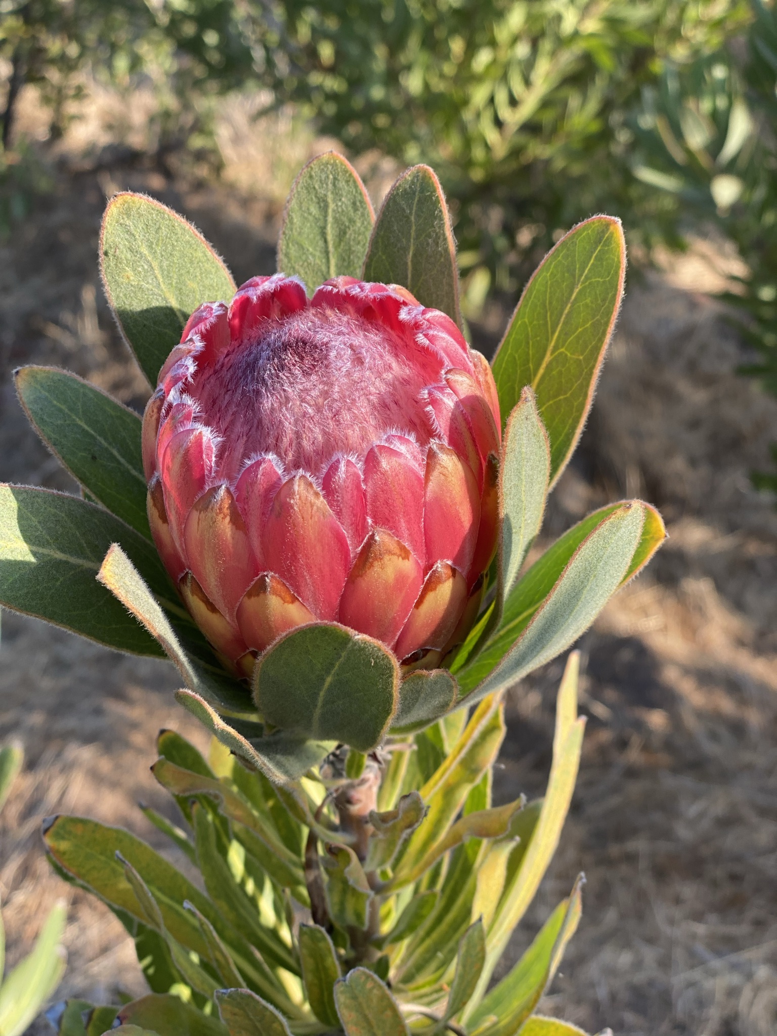 PROTEA Red Ice