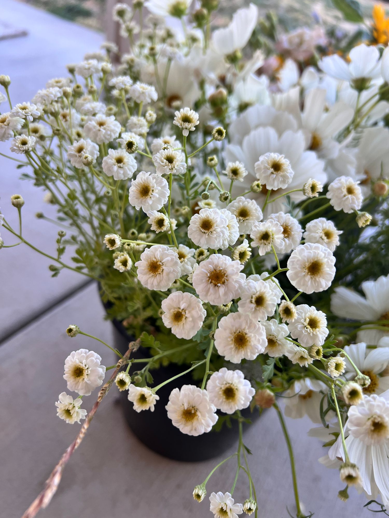TANACETUM parthenium Vegmo Snowball