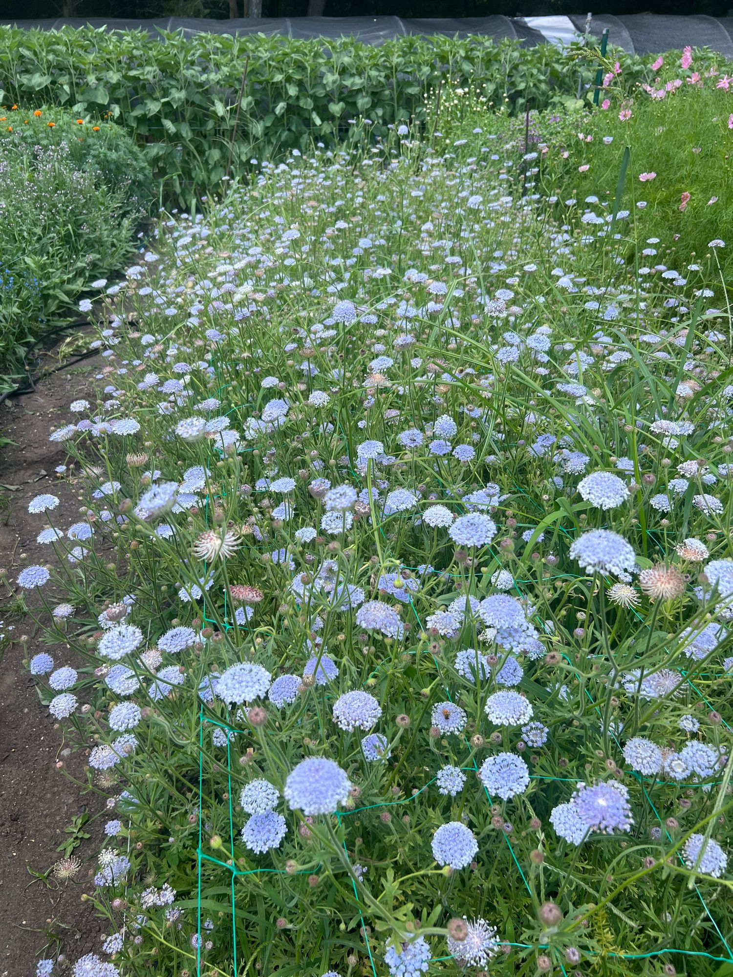 TRACHYMENE coerulea Lacy Blue