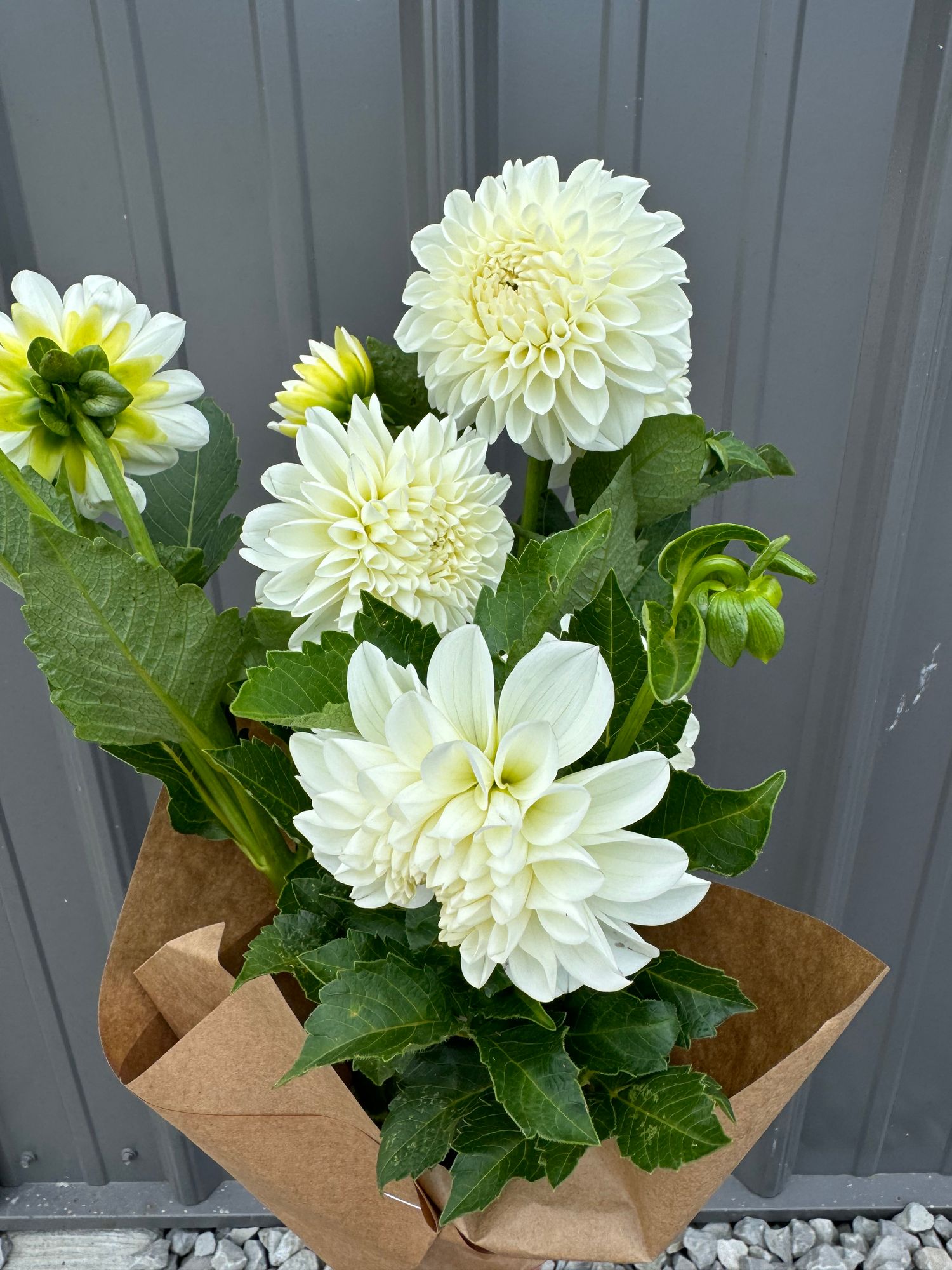 DAHLIA Boom Boom White