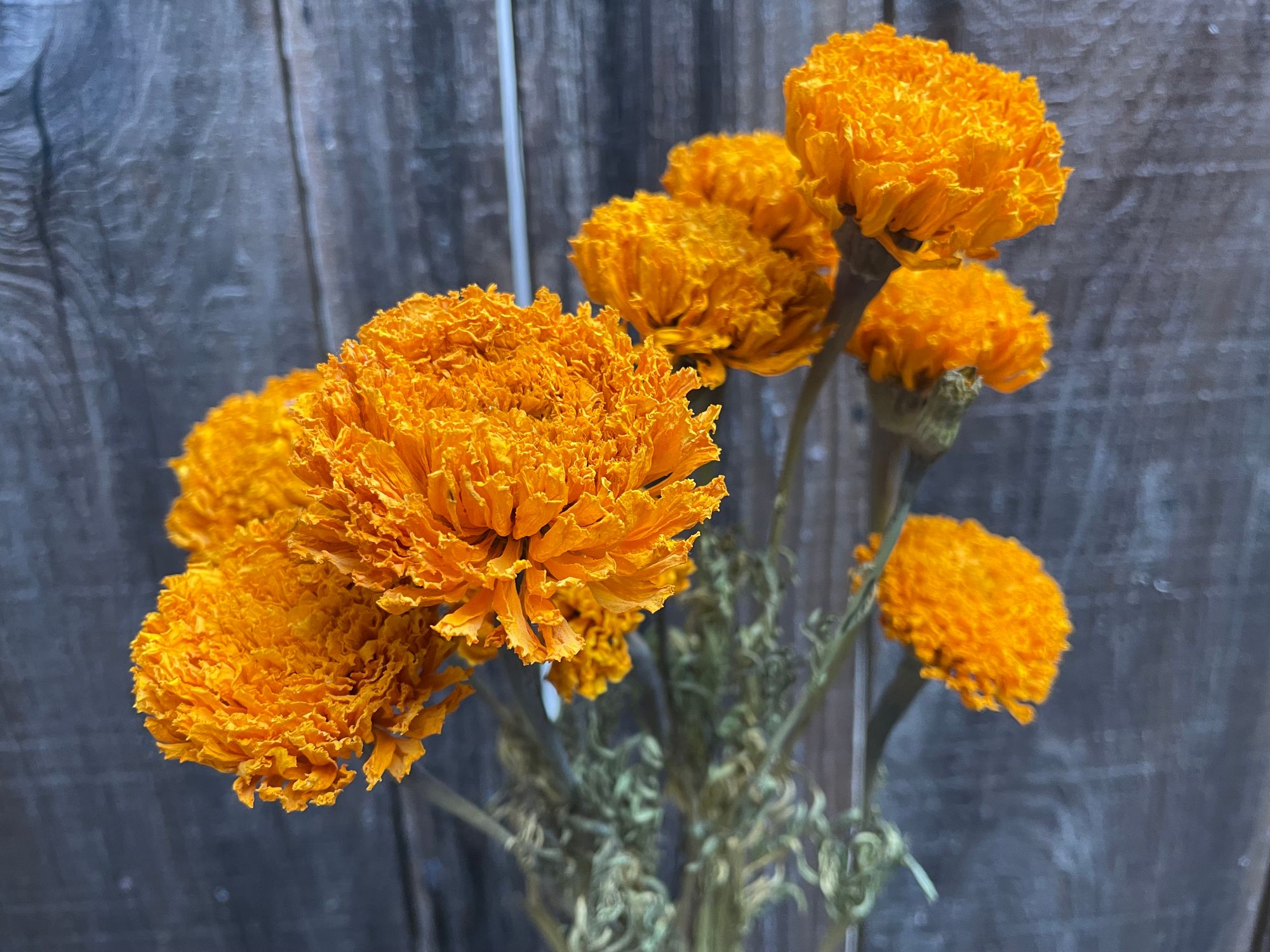 TAGETES erecta Coco