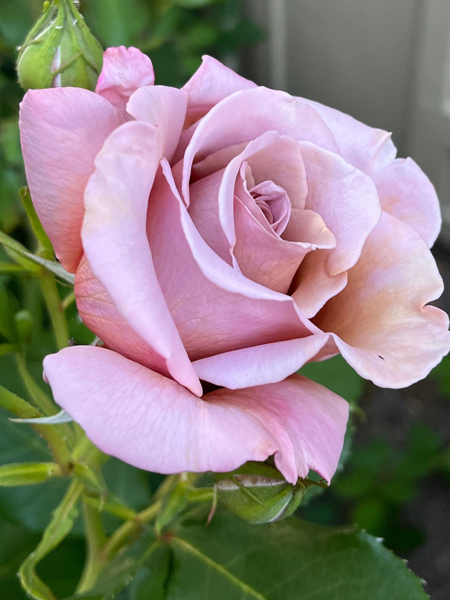 ROSA hybrida Koko Loco