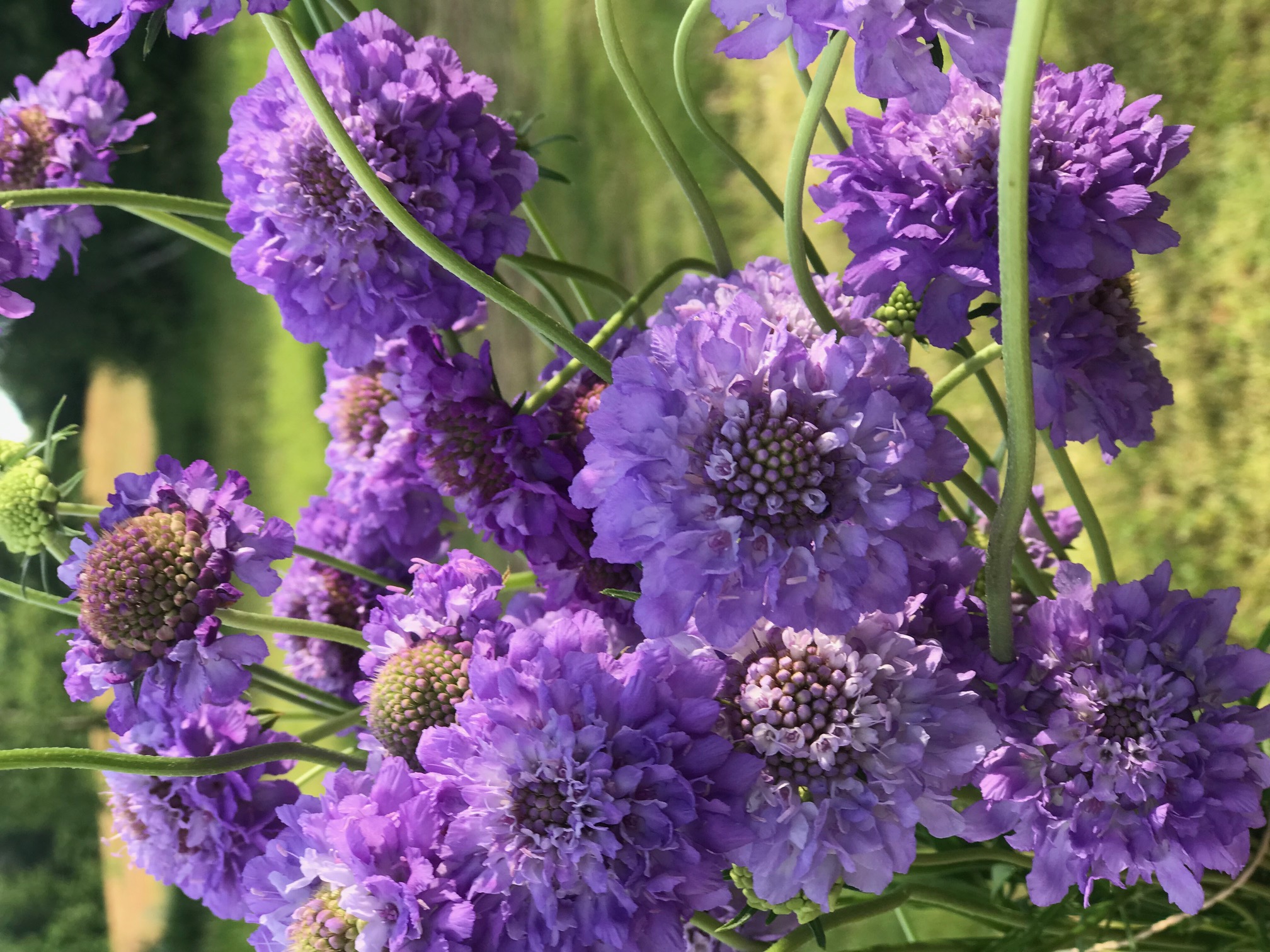 SCABIOSA atropurpurea Oxford Blue