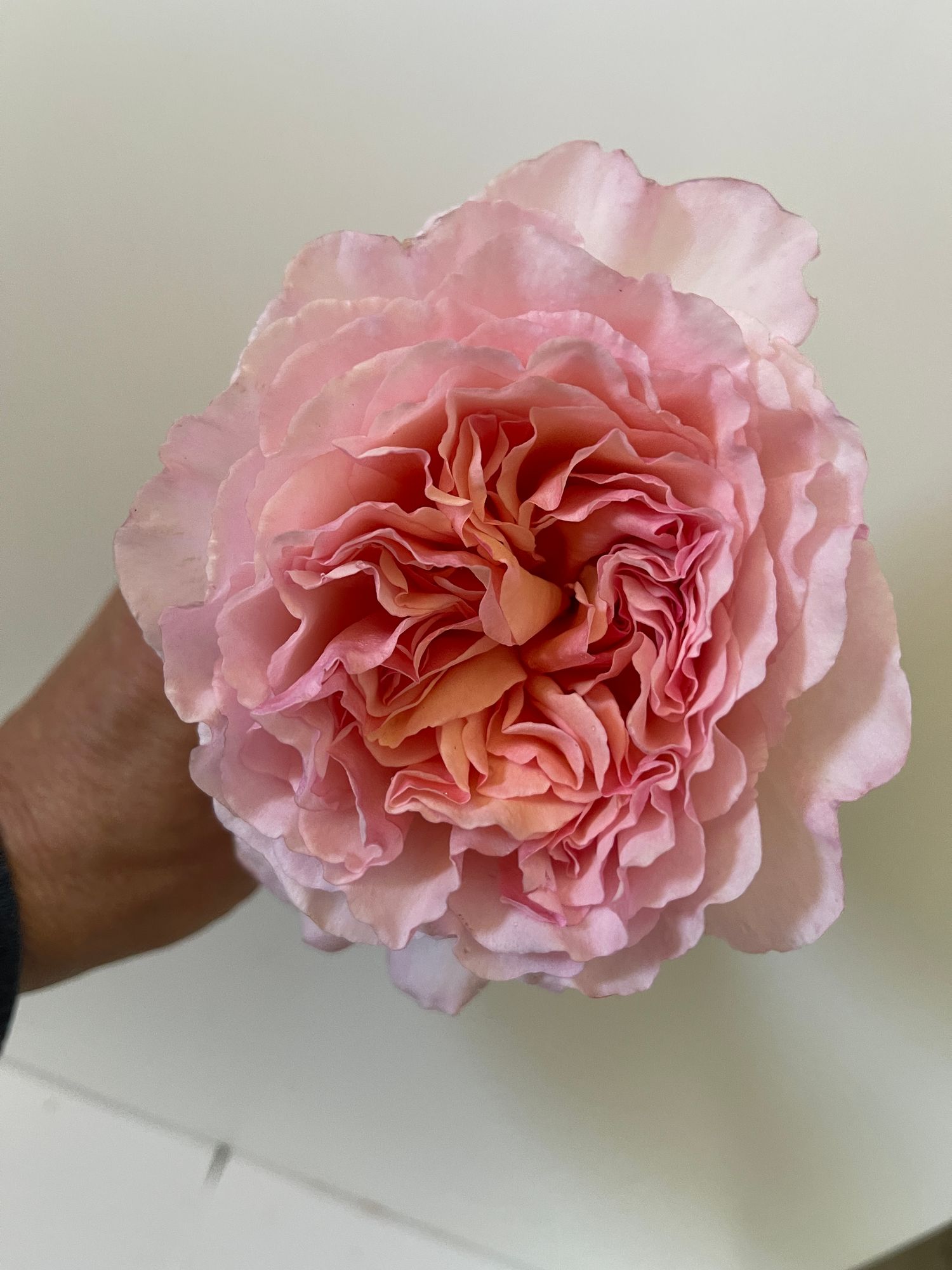 ROSA hybrida Princess Charlene de Monaco