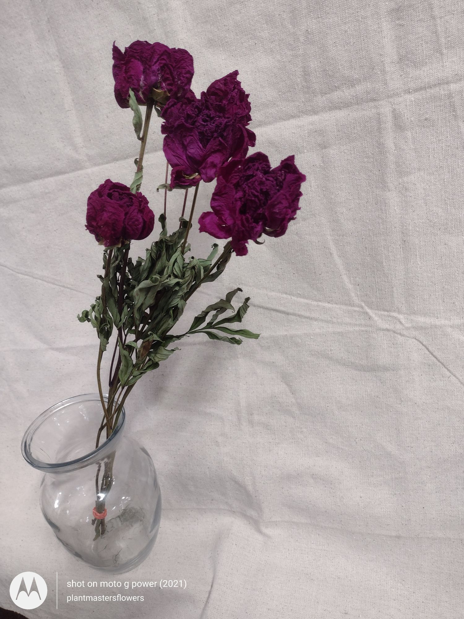 PAEONIA