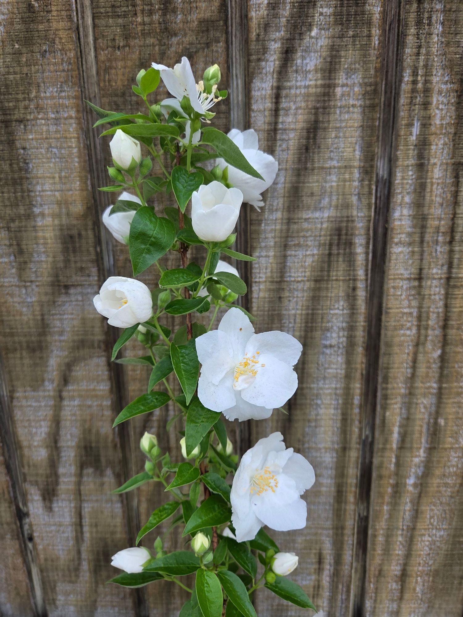 PHILADELPHUS