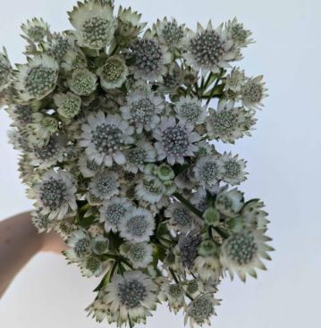 ASTRANTIA major