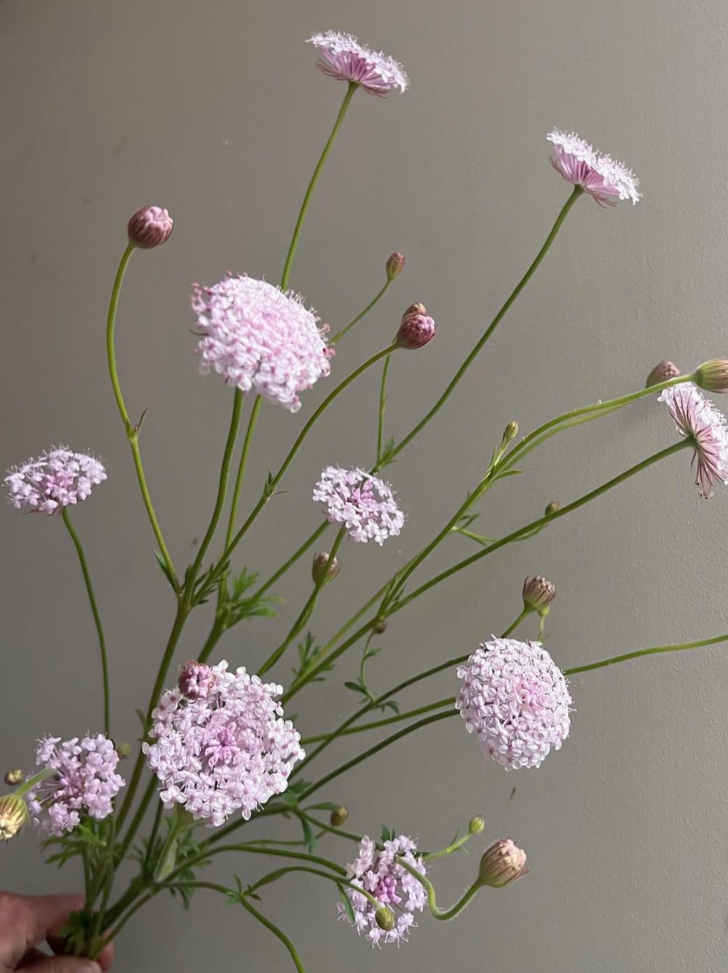 TRACHYMENE coerulea Lacy Pink