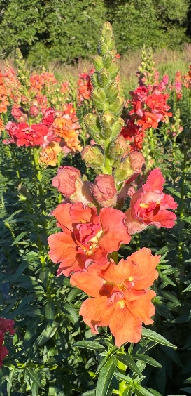 ANTIRRHINUM majus Madame Butterfly Bronze