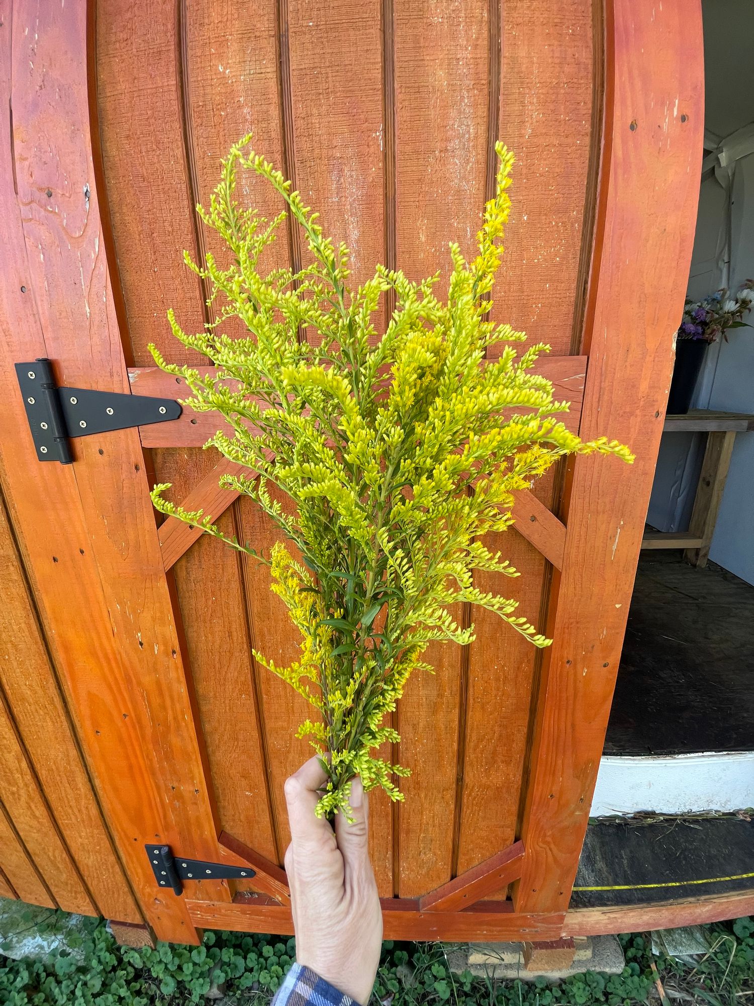 SOLIDAGO altissima