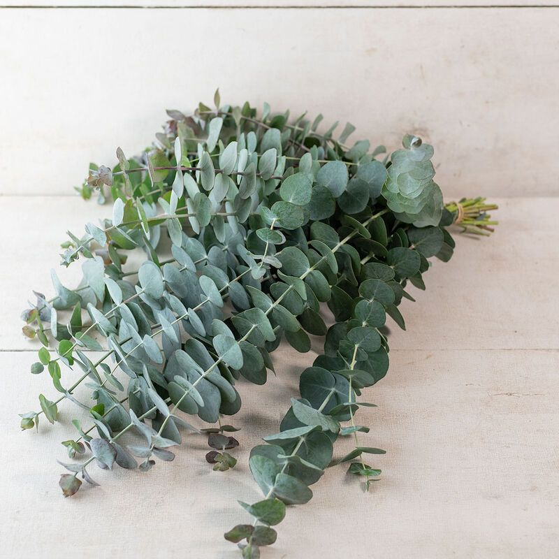 EUCALYPTUS pulverulenta