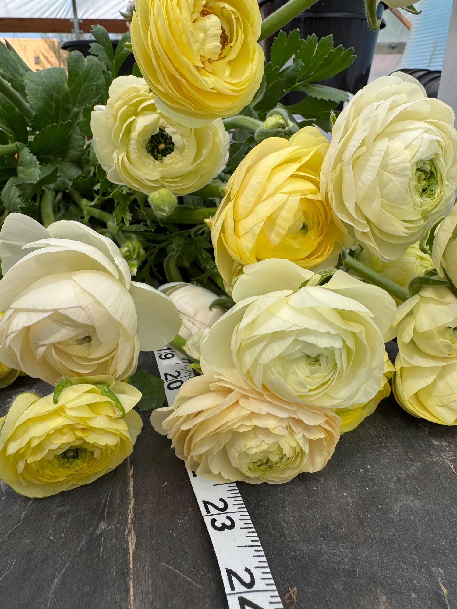 RANUNCULUS Half Clone Wedding Pastels