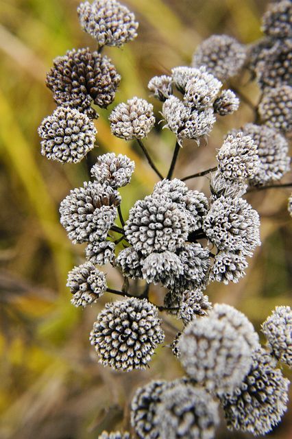 PYCNANTHEMUM pilosum