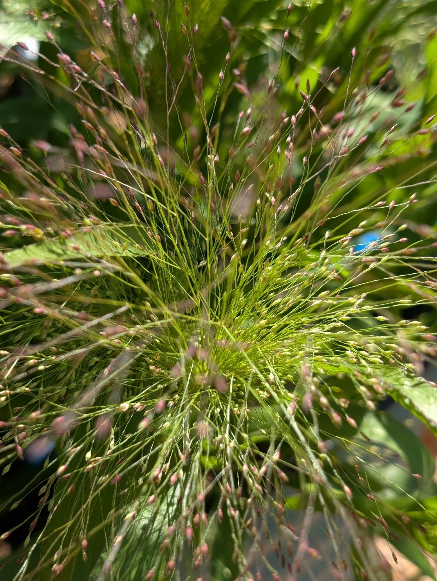 PANICUM elegans