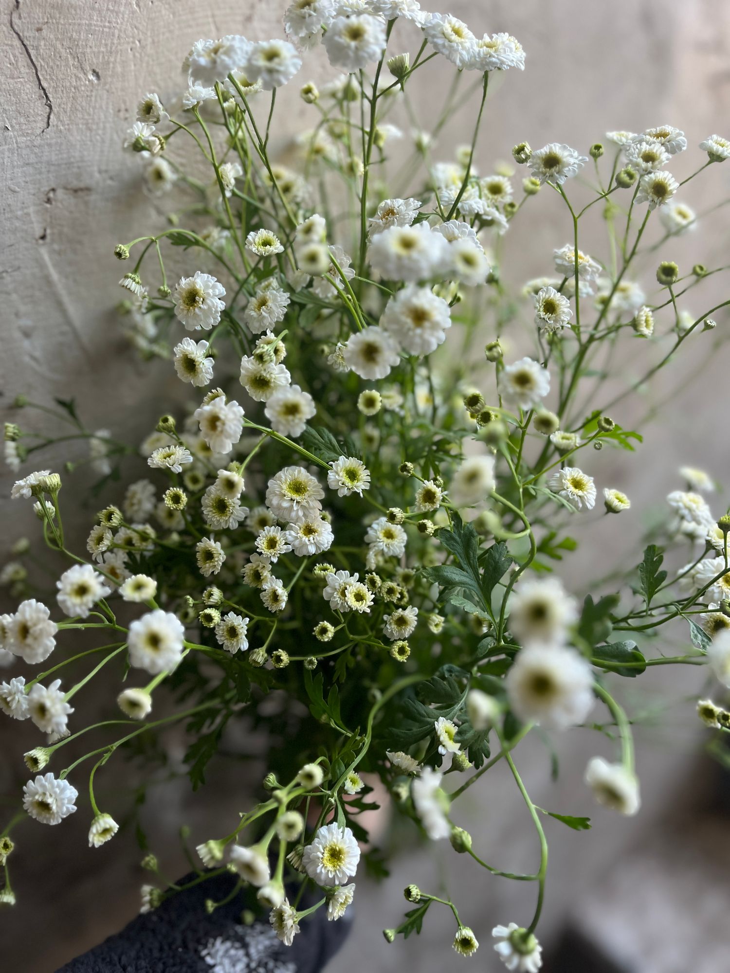 TANACETUM parthenium Tetra