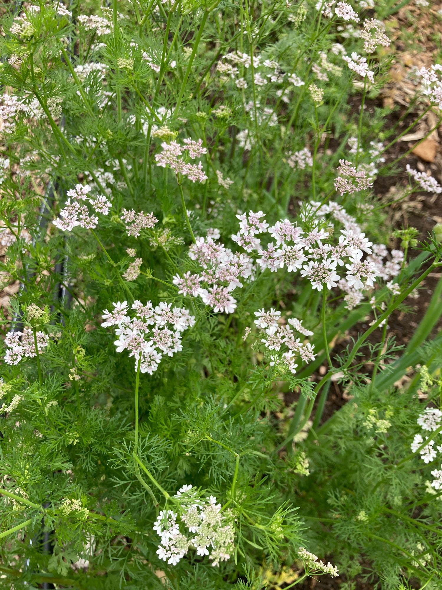 CORIANDRUM sativum