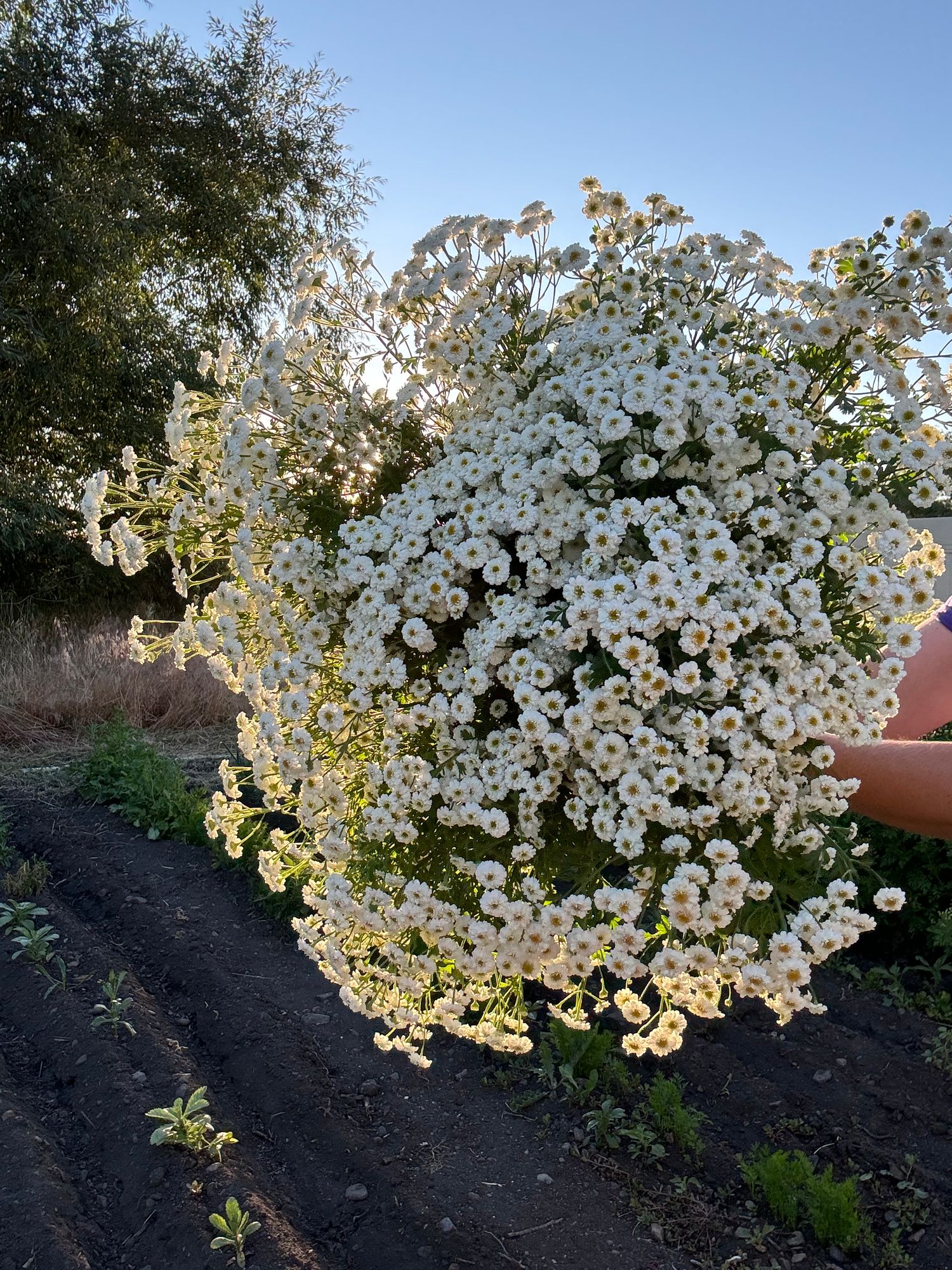 TANACETUM parthenium Tetra