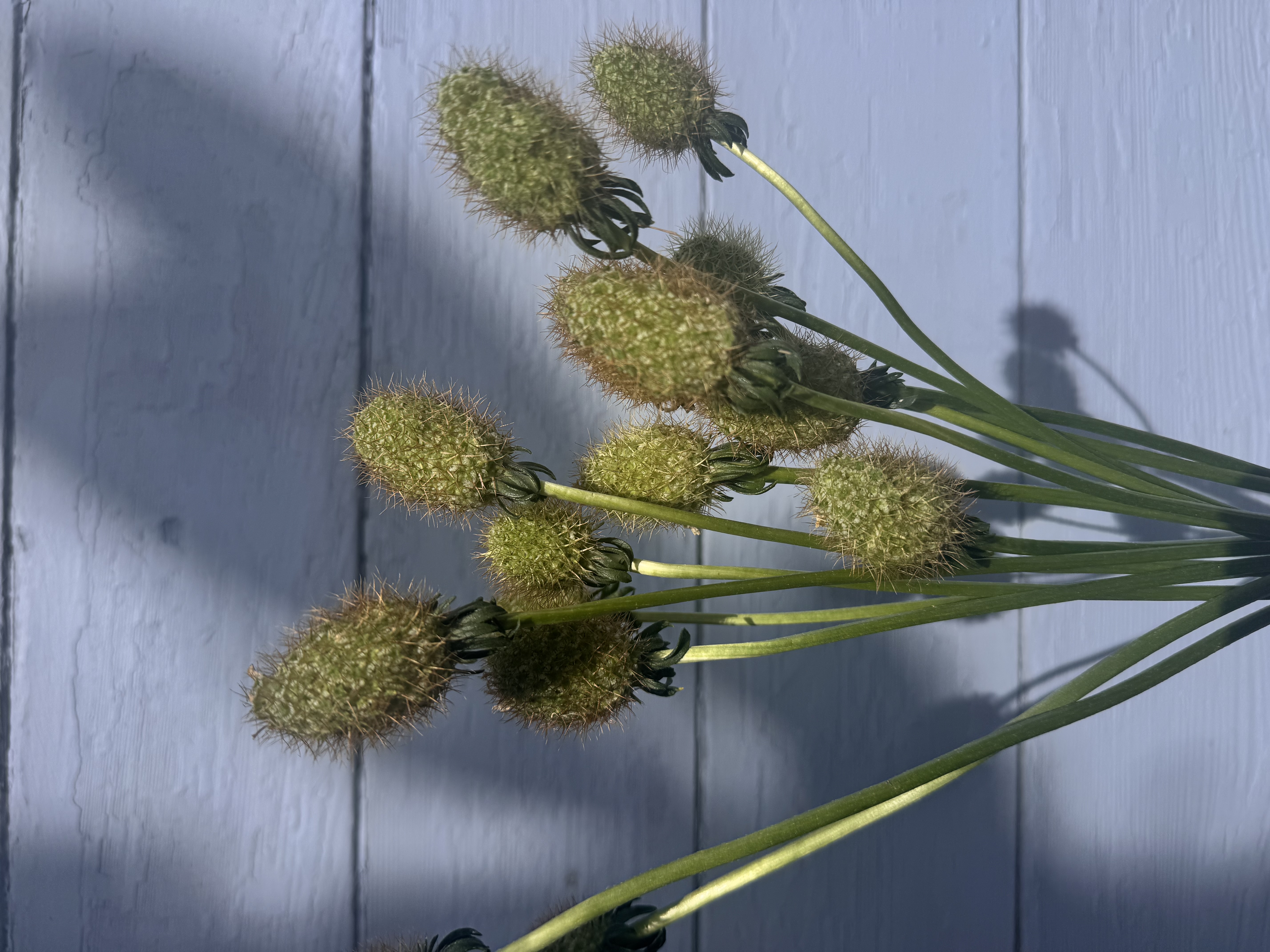 SCABIOSA