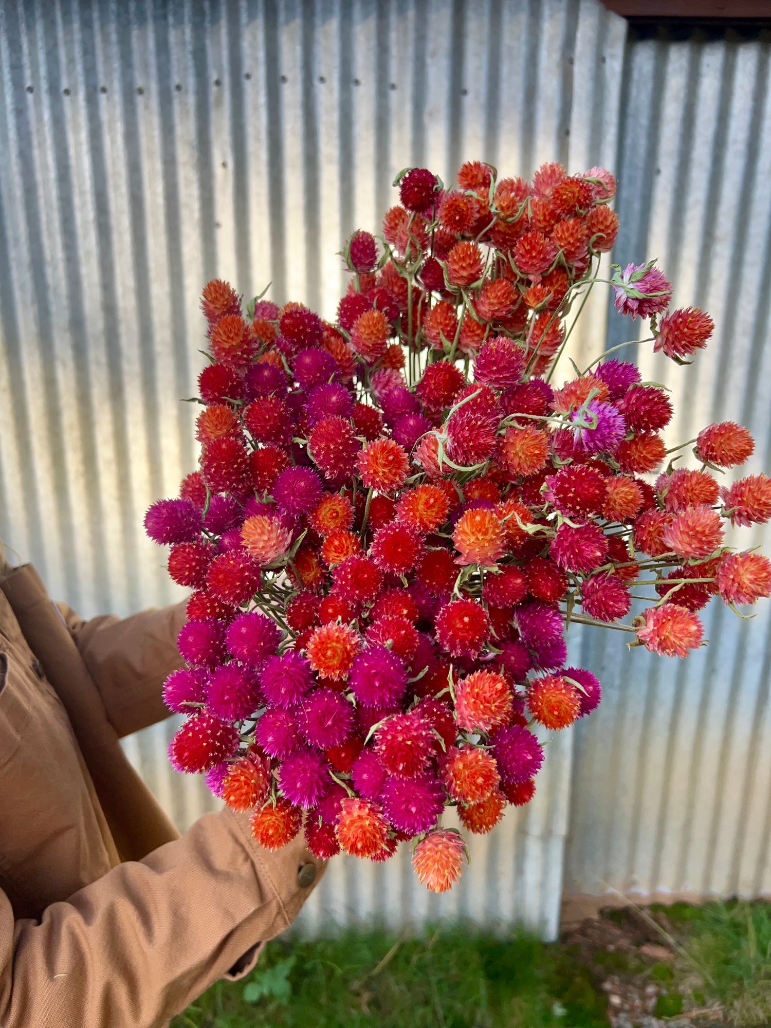 GOMPHRENA haageana QIS Carmine