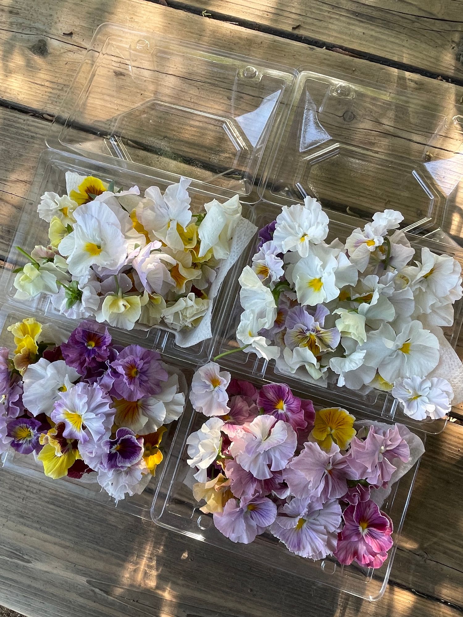 Edible Flower Box (Pansies)
