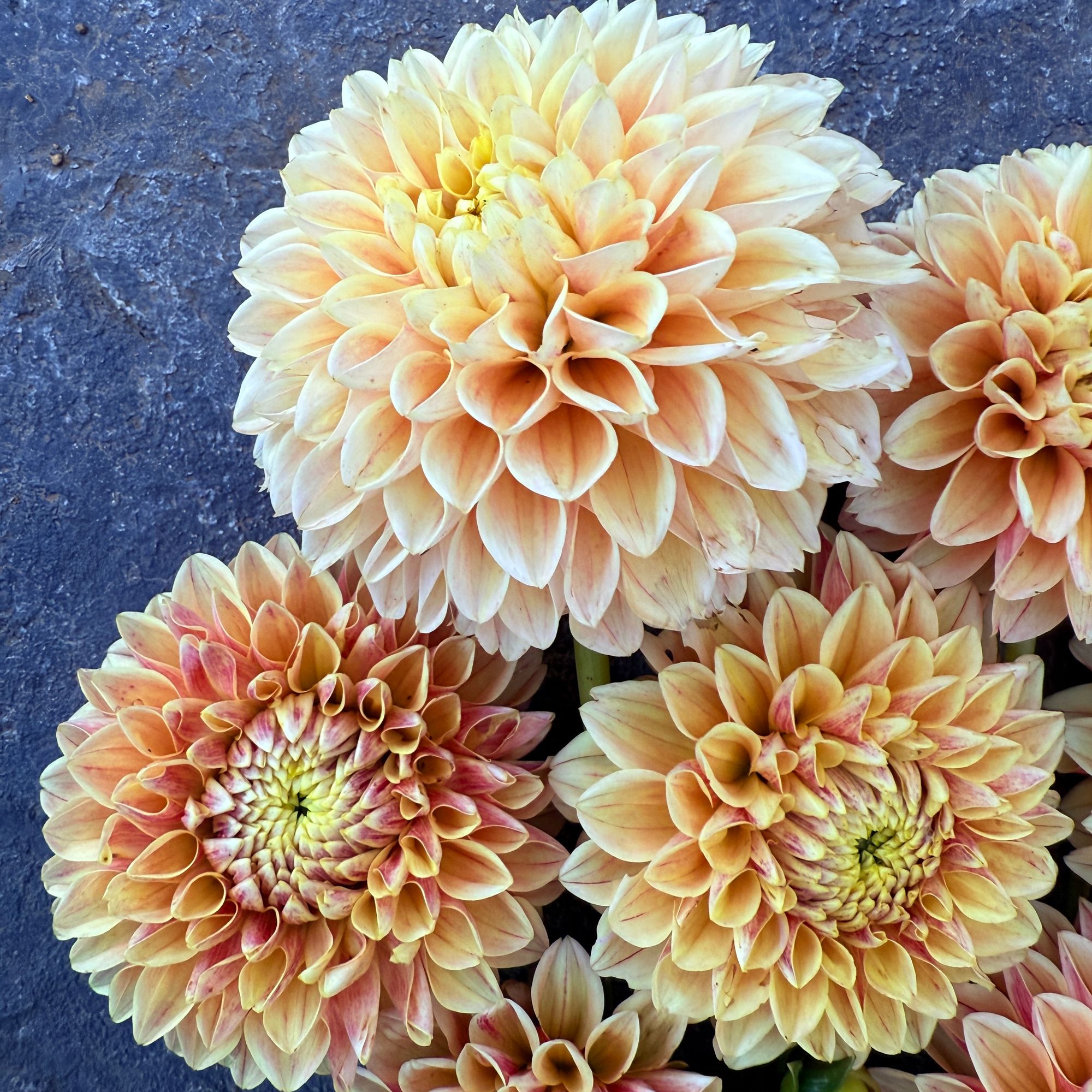 DAHLIA Sweet Suzanne