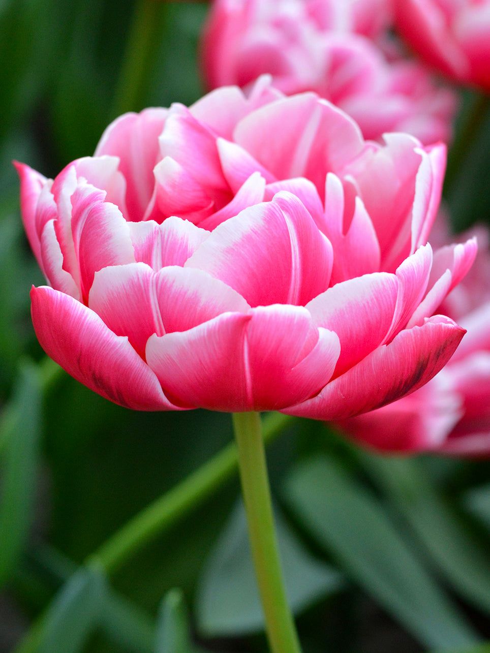 TULIPA Columbus