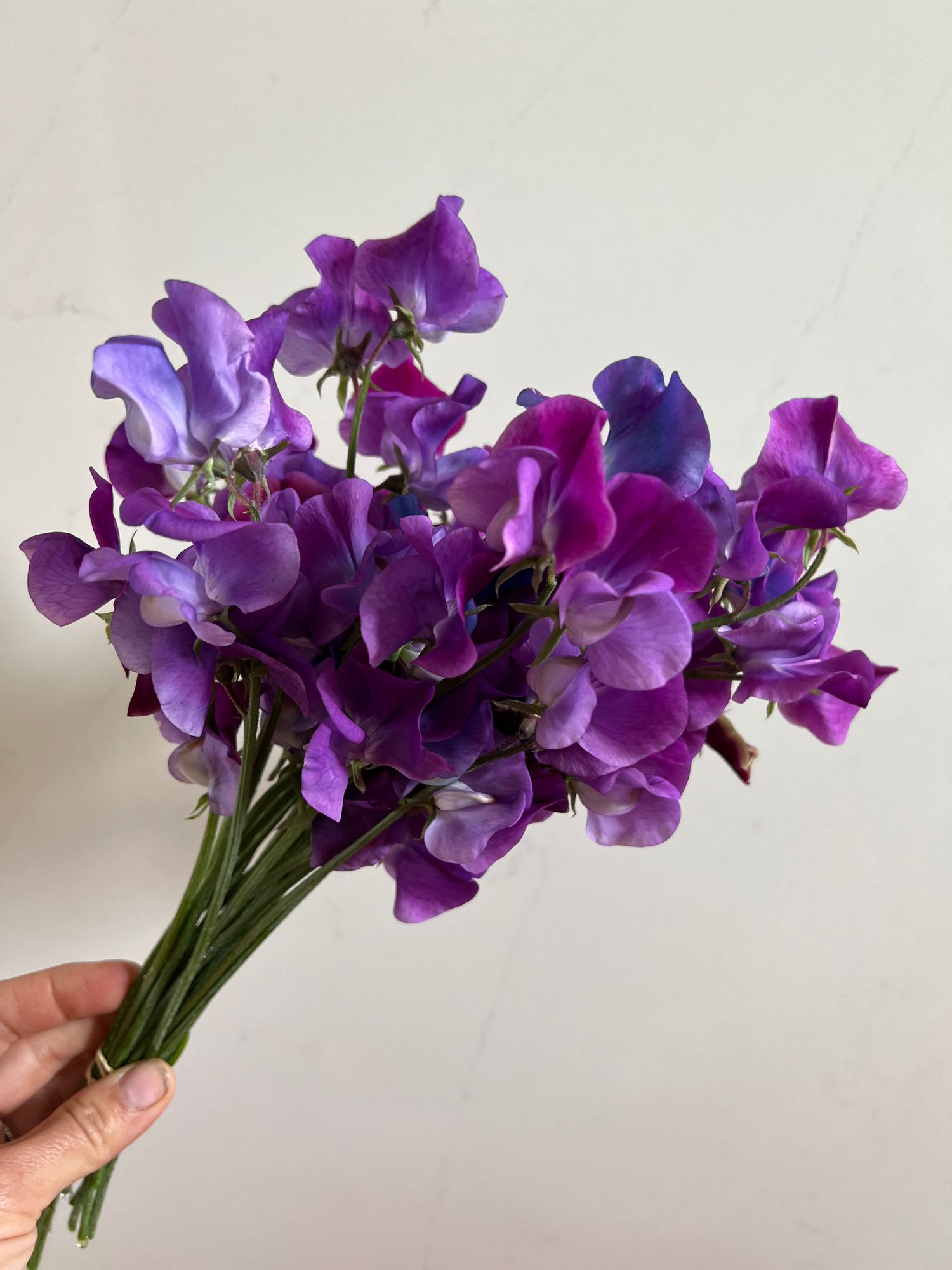 LATHYRUS odoratus