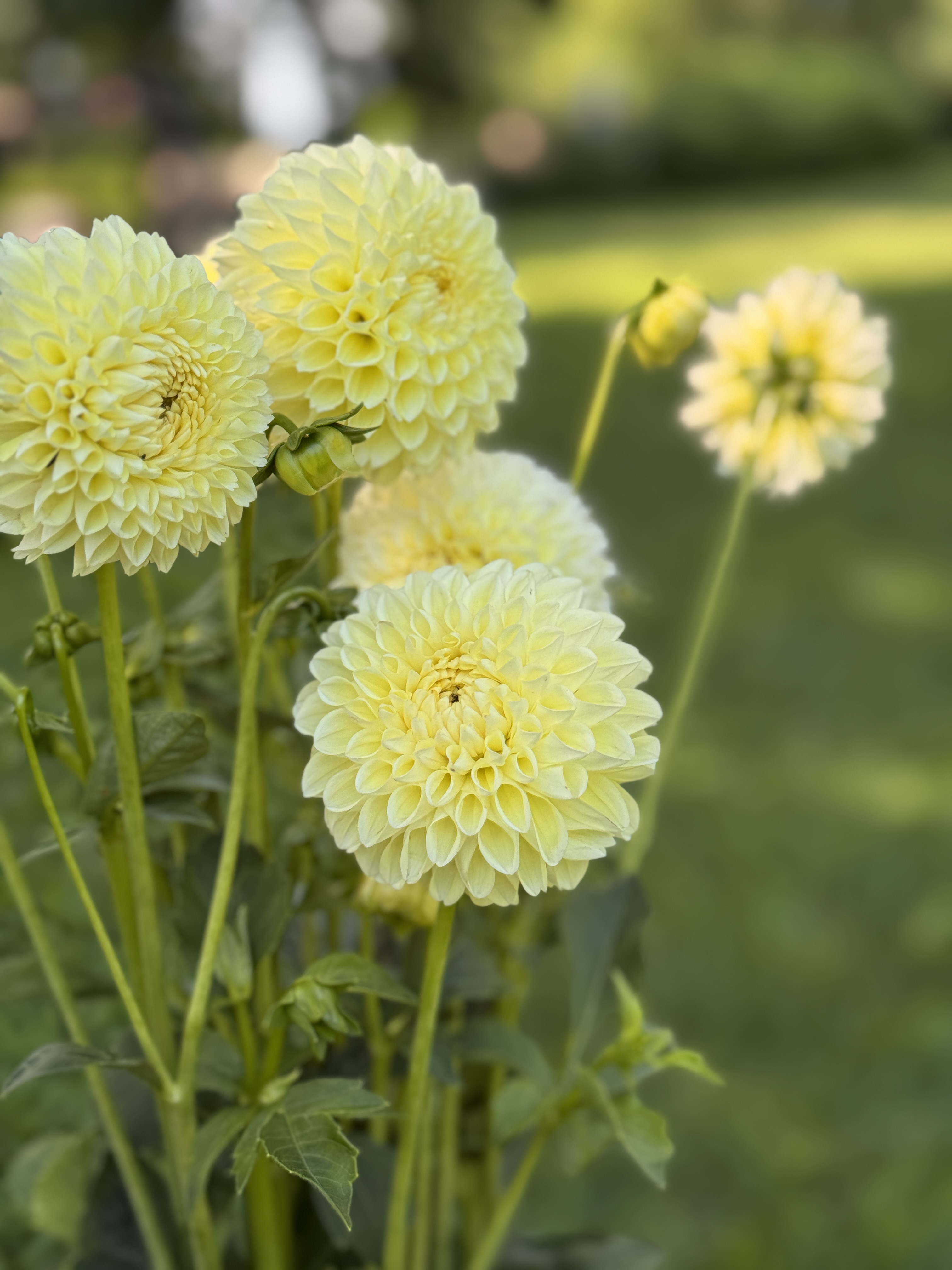 DAHLIA Ball
