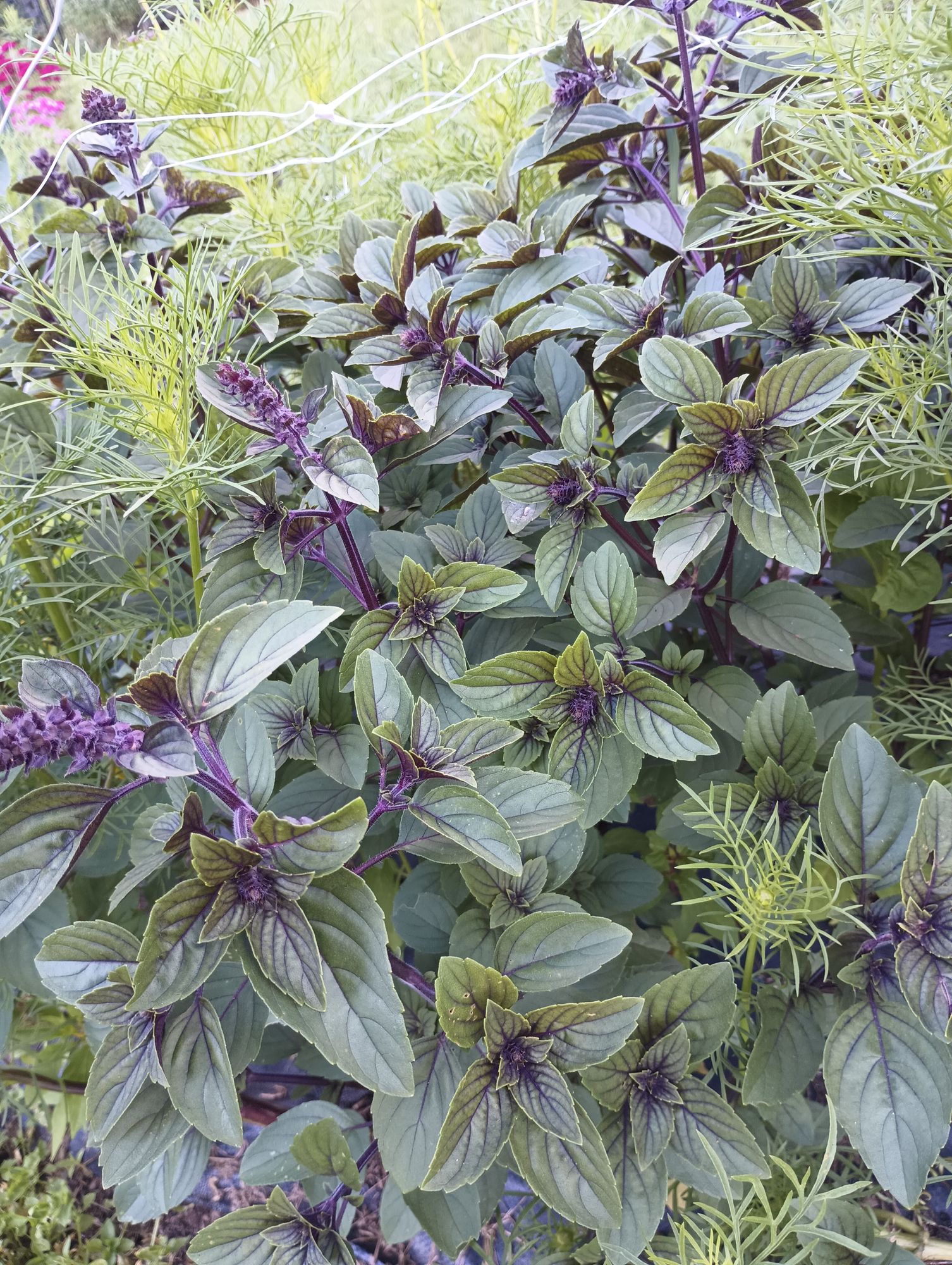 OCIMUM kilimandscharicum x basilicum