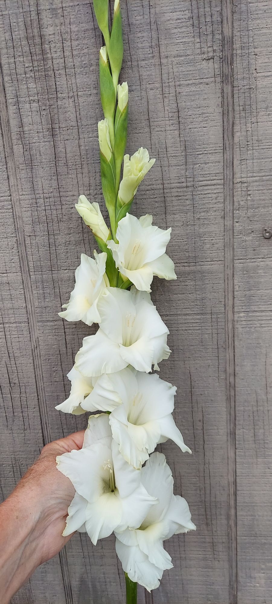 GLADIOLUS