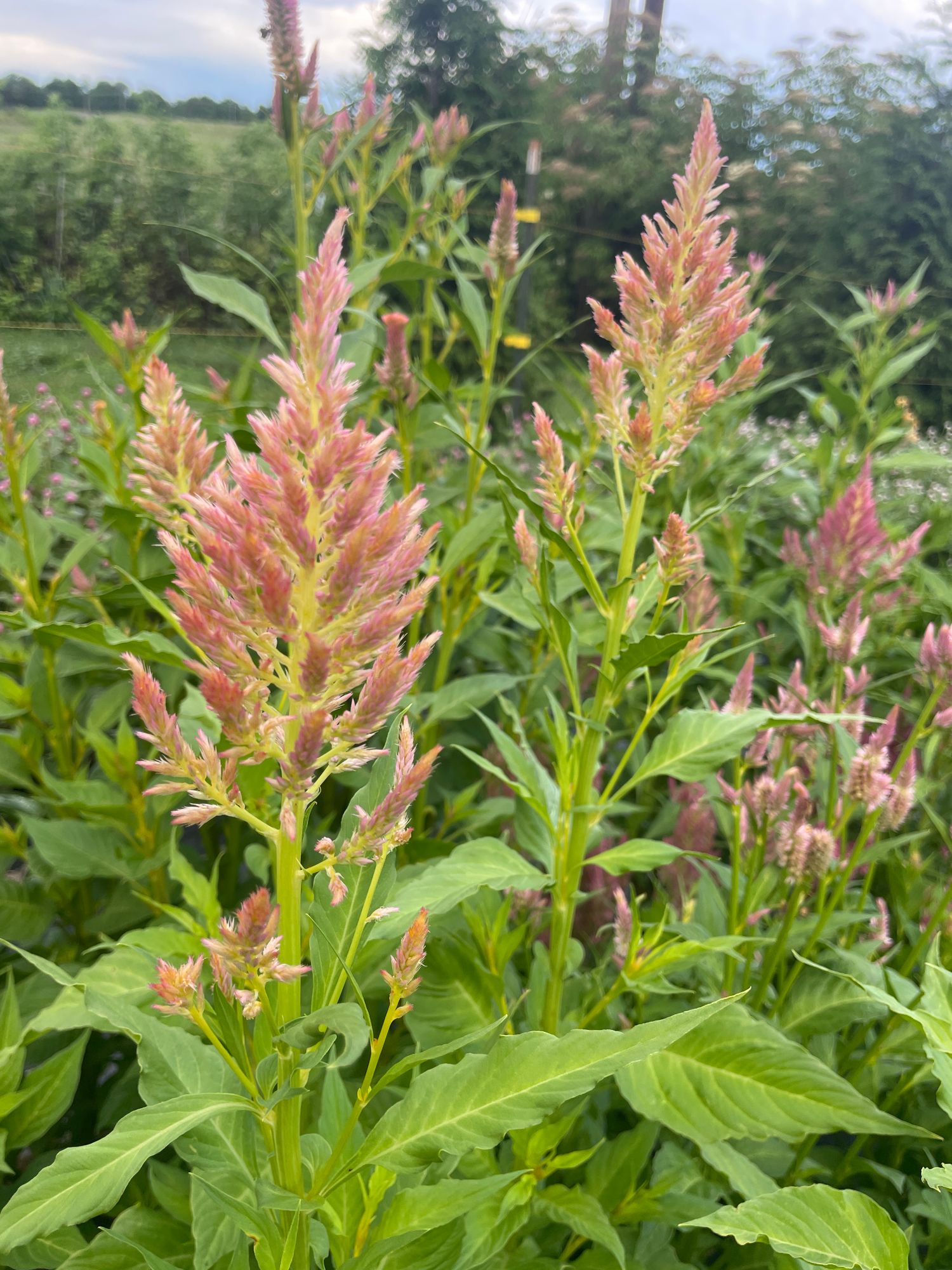 CELOSIA argentea var. plumosa Rainbow Sherbet