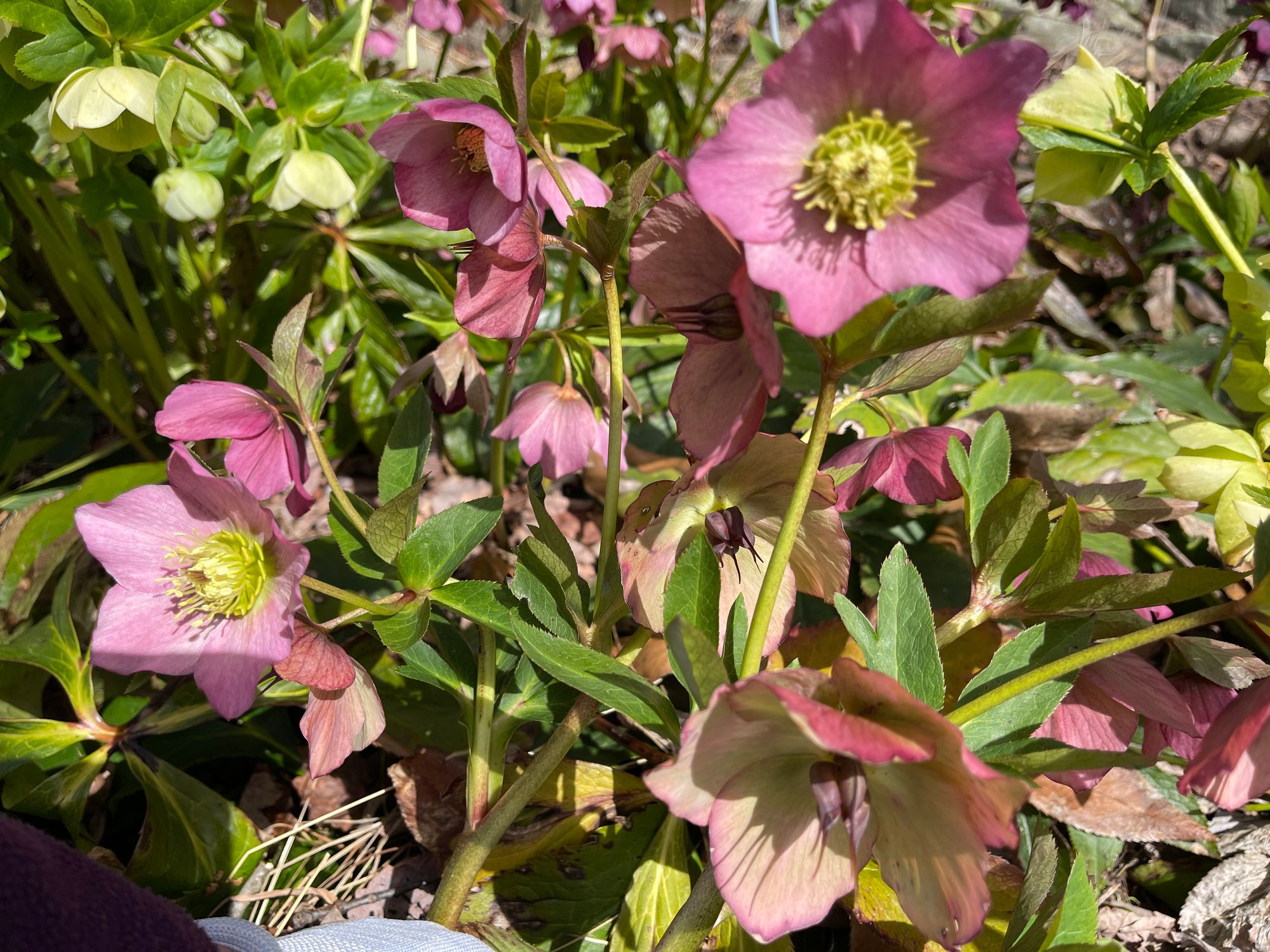 HELLEBORUS x hybridus