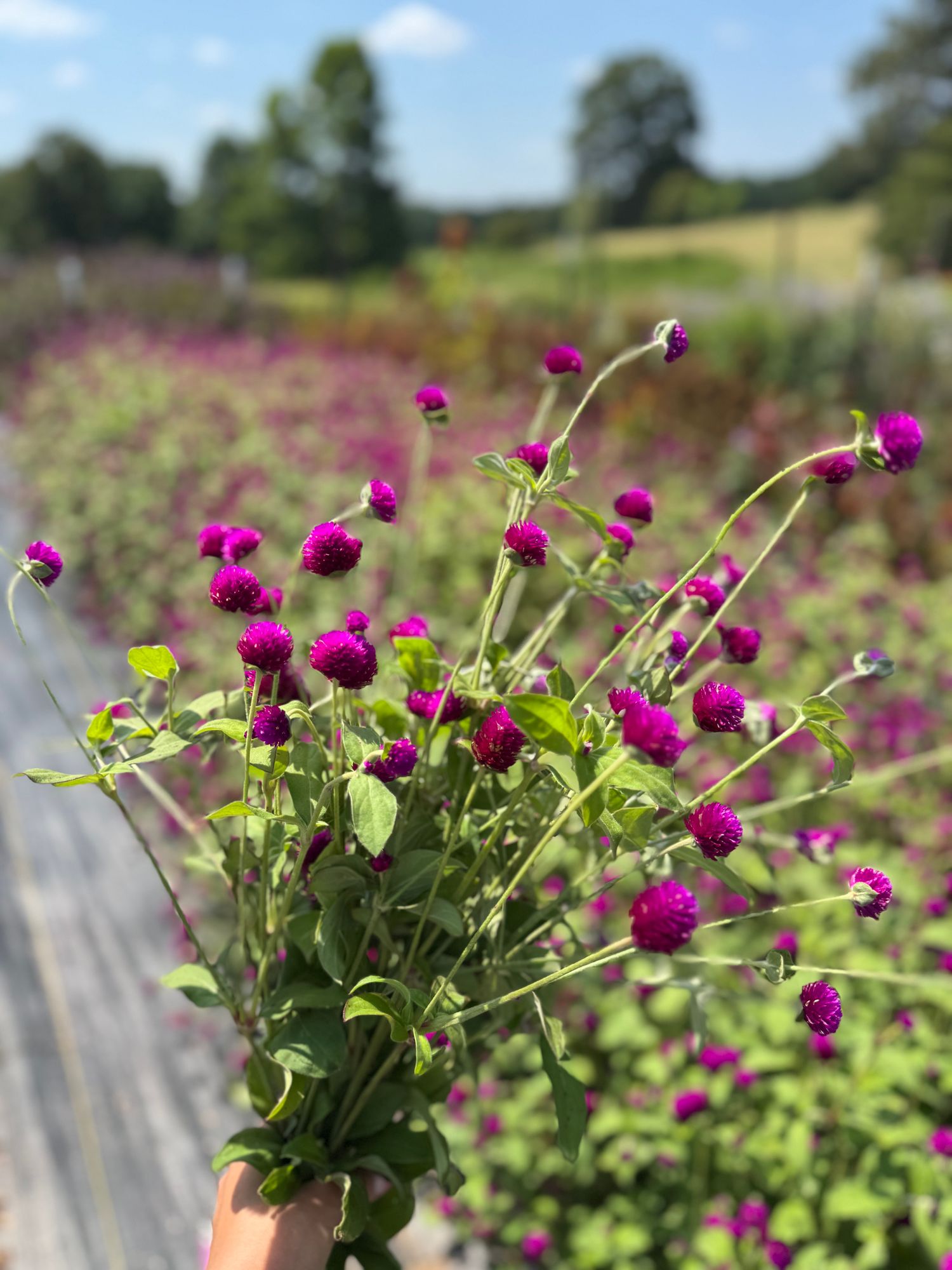 GOMPHRENA globosa